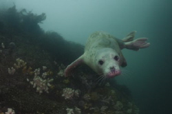 A cute seal at the Farn Islands UK by Graham Watters 